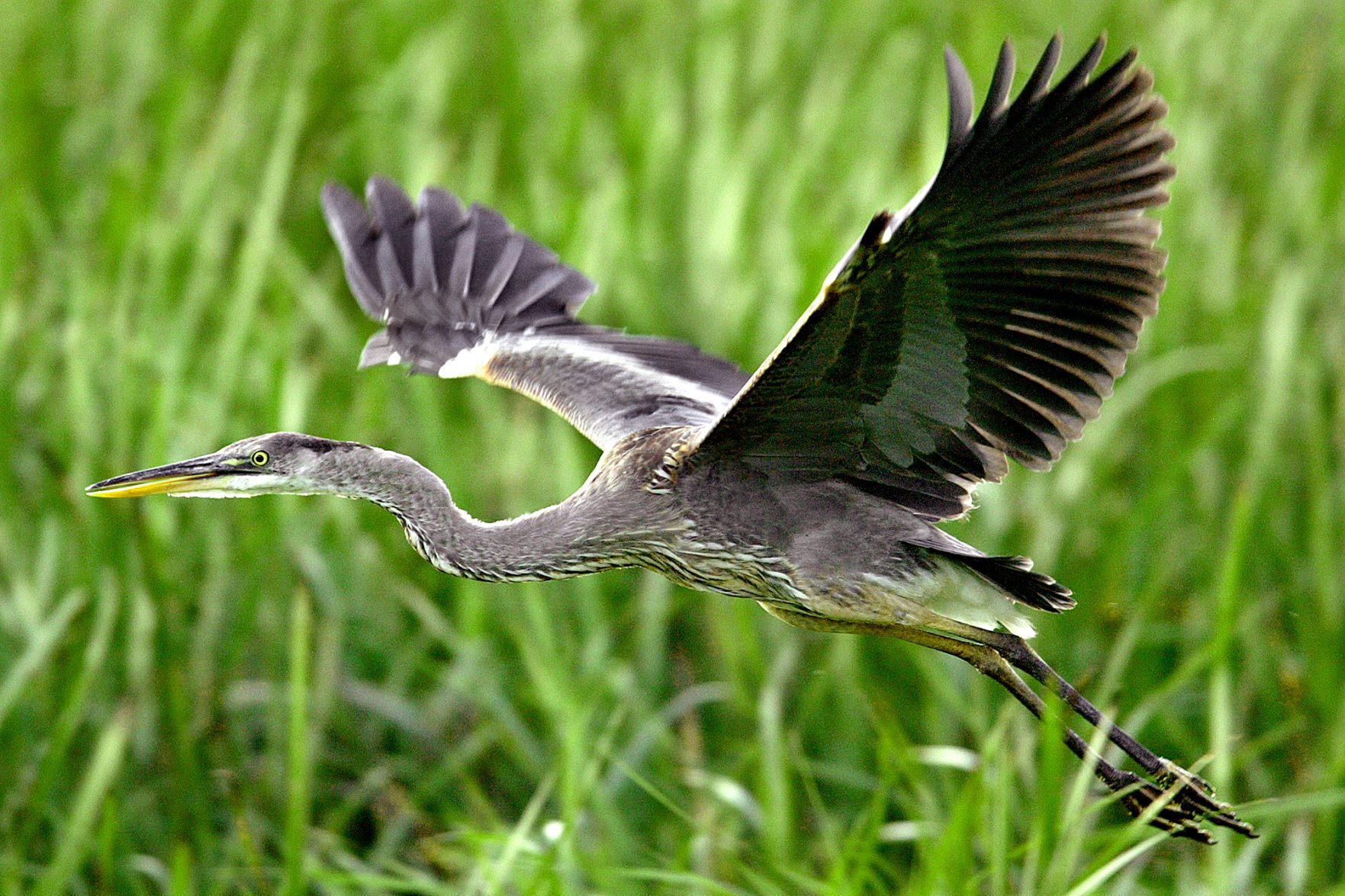 Wildlife in the La Crosse River marsh
